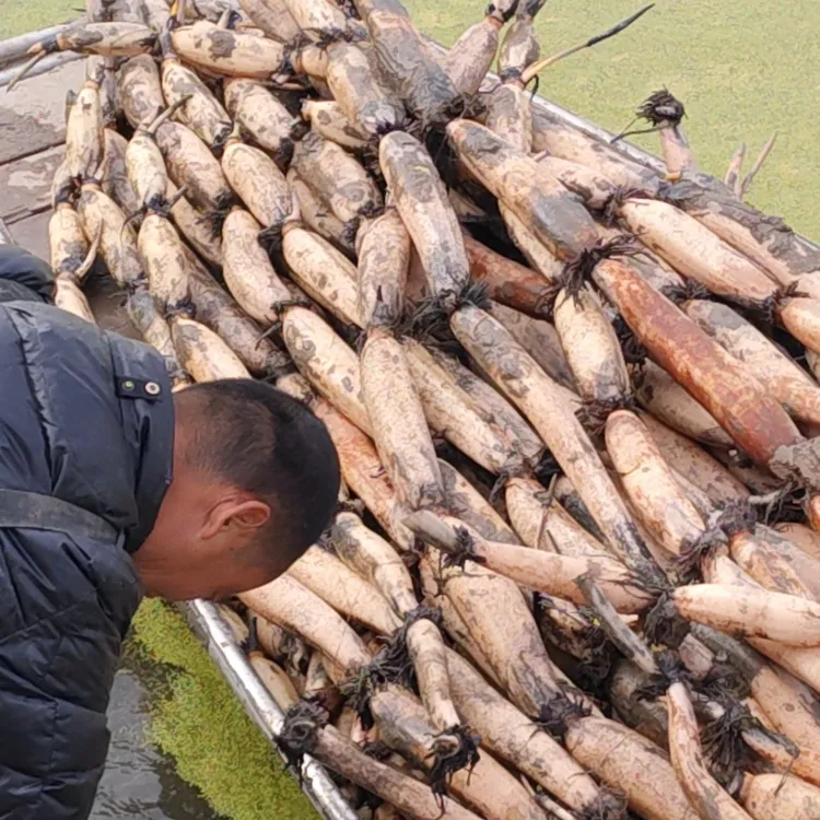 【新鲜莲藕】现挖莲藕新鲜煲汤粉藕可做糯米藕藕夹藕丸子