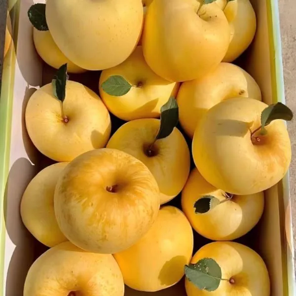 【九斤特大果】正宗烟台奶油苹果冰糖心20年老果树现摘苹果3/5/9斤