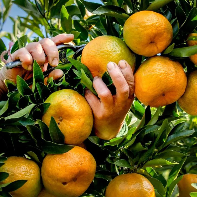 【2026新年】正宗永春芦柑新鲜桔子特大级橘桔柚现摘现卖自己家果园