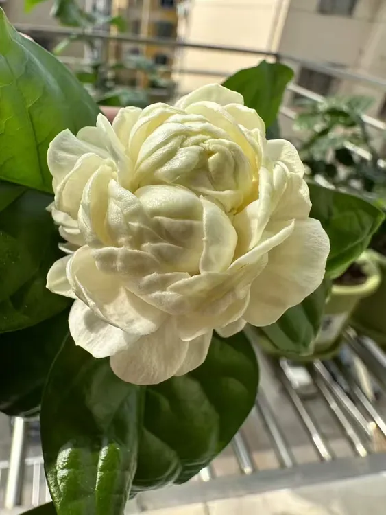 圆虎重瓣大花植物