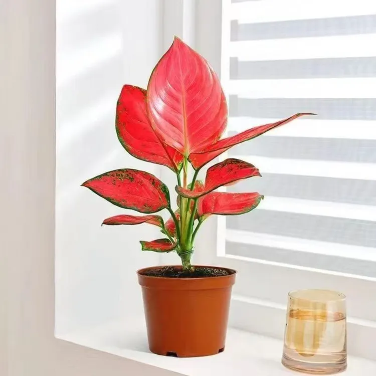 吉利红如意皇后盆栽室内绿植花卉客厅吸甲醛水培植物好养