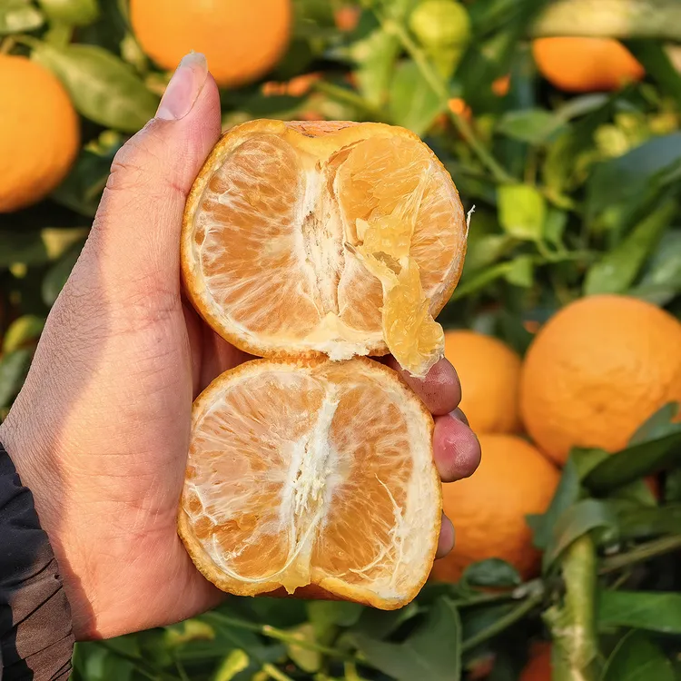 顺丰送货上门2025年正宗广西巴马沃柑现摘水果当季整箱