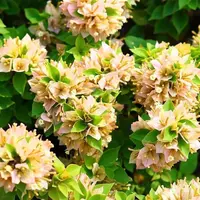 【塔黄】三角梅四季开花庭院阳台爬藤绿植不带花