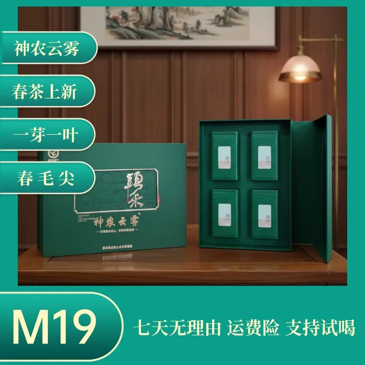2025年新茶M19款毛尖-清爽回甘一芽一叶