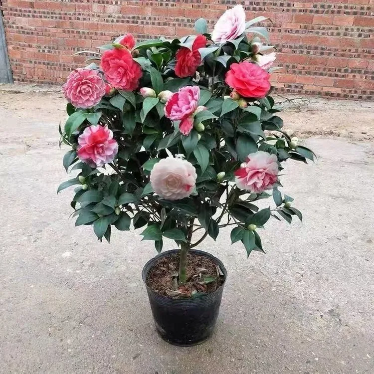 重瓣带花苞茶花盆栽树苗香妃五色赤丹山茶花花卉绿植室内庭院耐寒