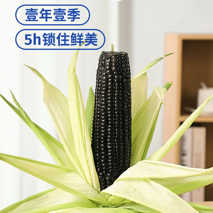 【试吃2根】燕子家东北香甜黑糯玉米12根大果整箱独立真空包装