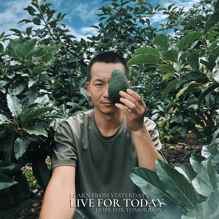 《国产牛油果新鲜》云南孟连牛油果现摘@宝妈辅食