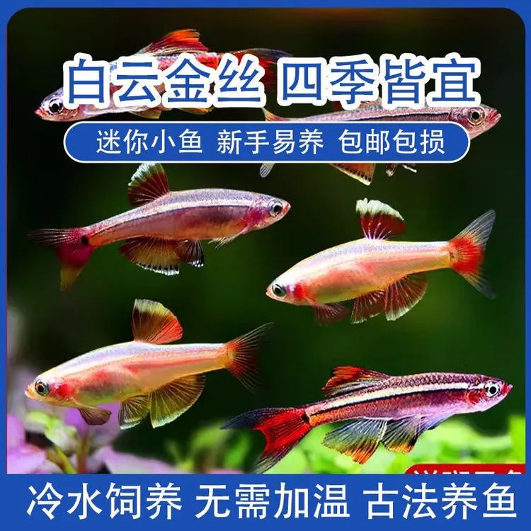 白云金丝冷水鱼新手好养易活淡水小型观赏鱼冬天室温耐活原生鱼