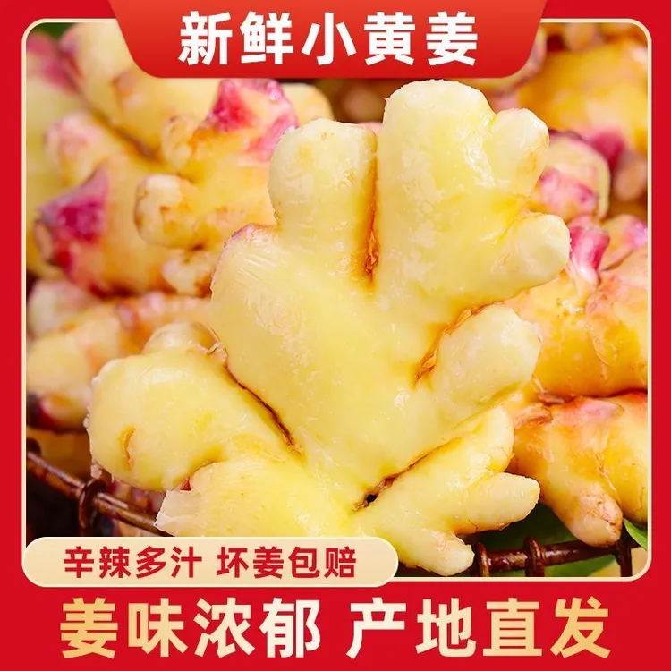 云山2【新姜嫩姜】云南小黄姜新鲜现挖鲜姜嫩姜泡姜糖醋姜产地直发