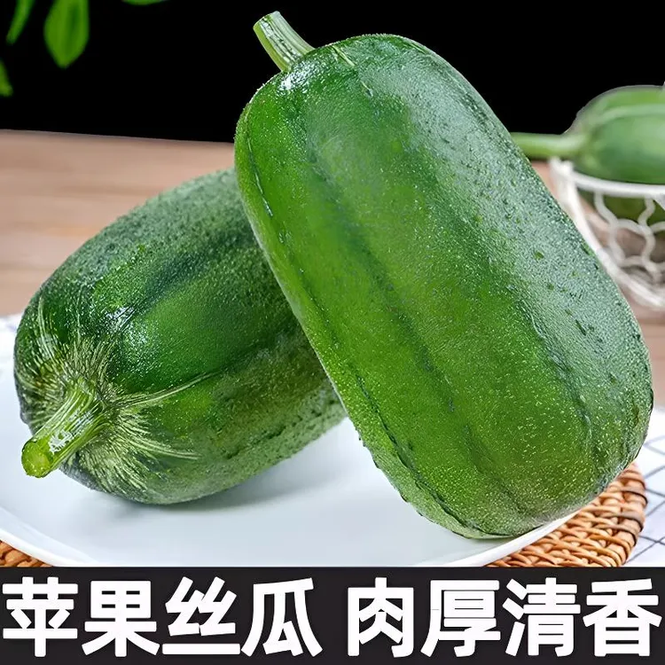 苹果丝瓜新鲜圆丝瓜孕妇丝瓜胖肉丝瓜现摘水果丝瓜