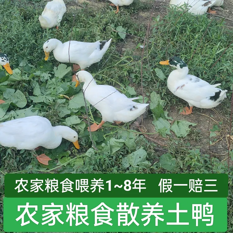 代购农家土鸭1~8年正宗粮食散养老鸭汤煲汤食材