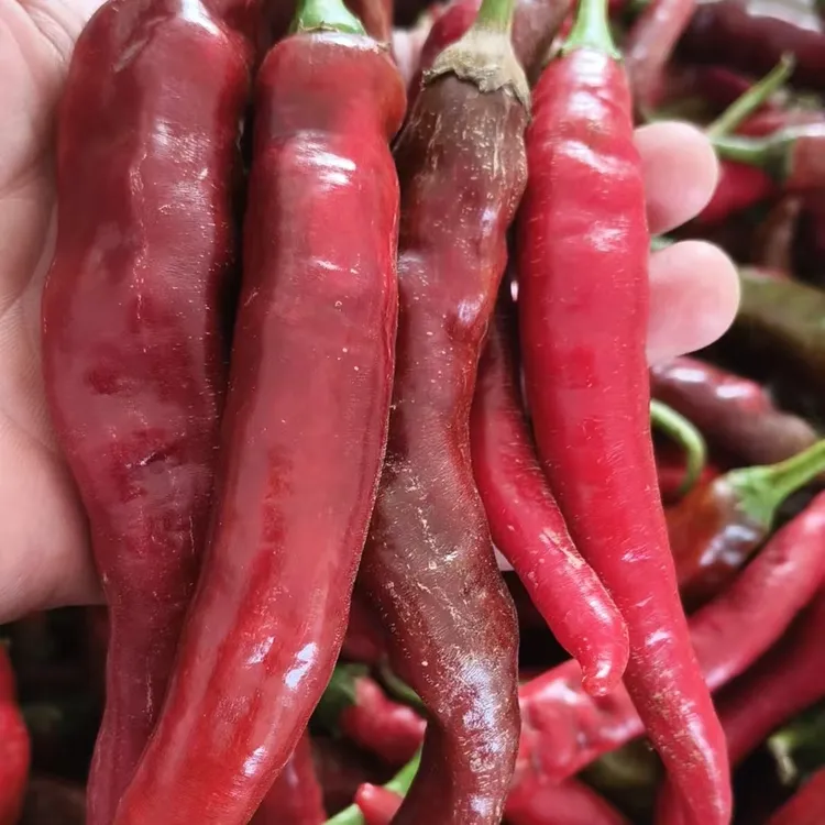 红辣椒湖北农家老品种泡酸腌辣椒尖椒做酱剁椒新鲜批发精品蔬菜。