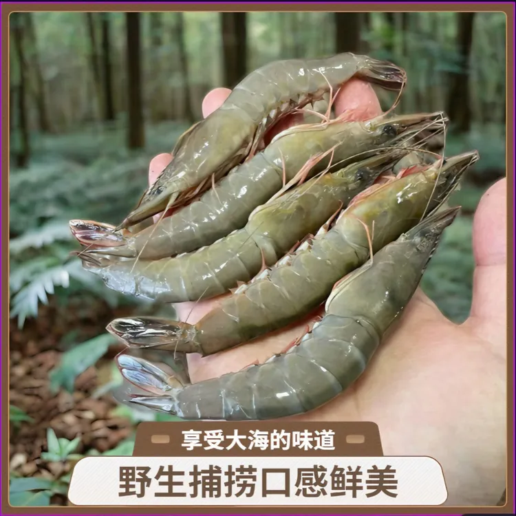 纯野生海捕金钩虾  滑皮虾  剑虾
