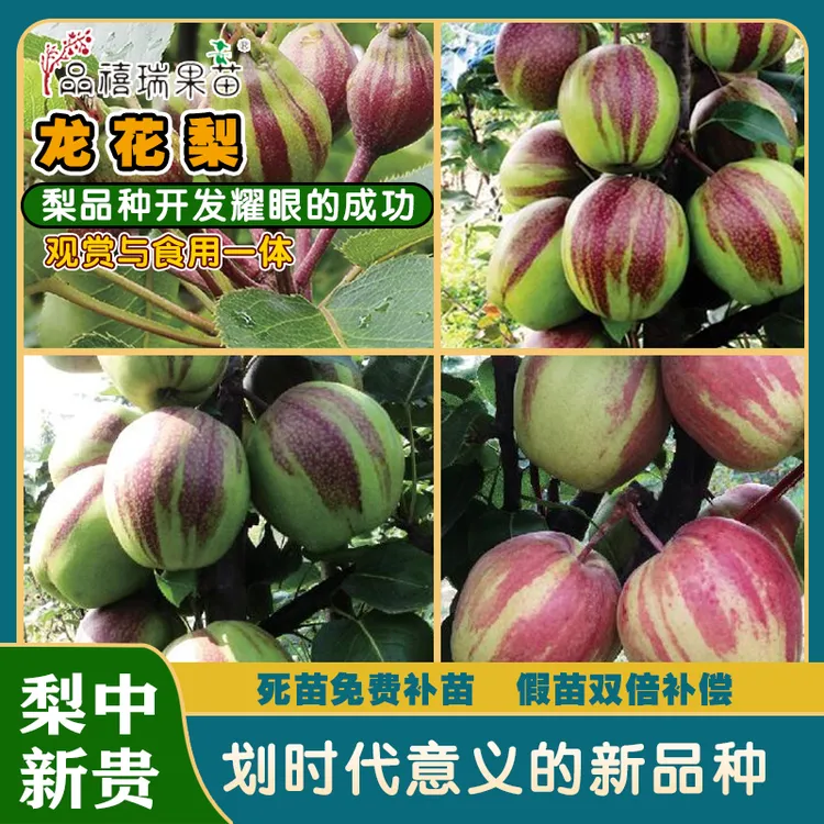龙花梨/颜值与实力并存/刷新对梨品种的认知/一手种源难得好品种