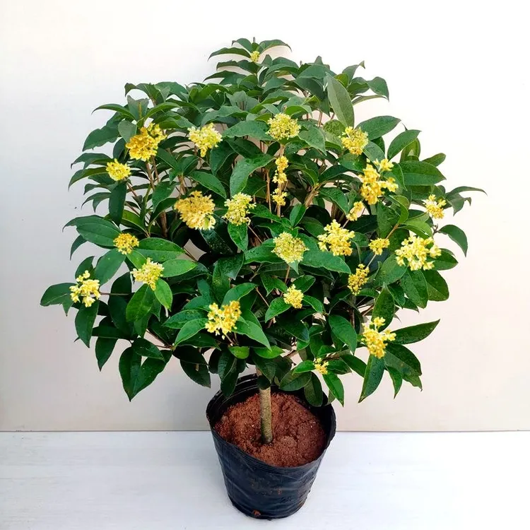 五苗桂花四季常青四季开花好养护常绿种植栽种飘香桂花盆栽电视柜