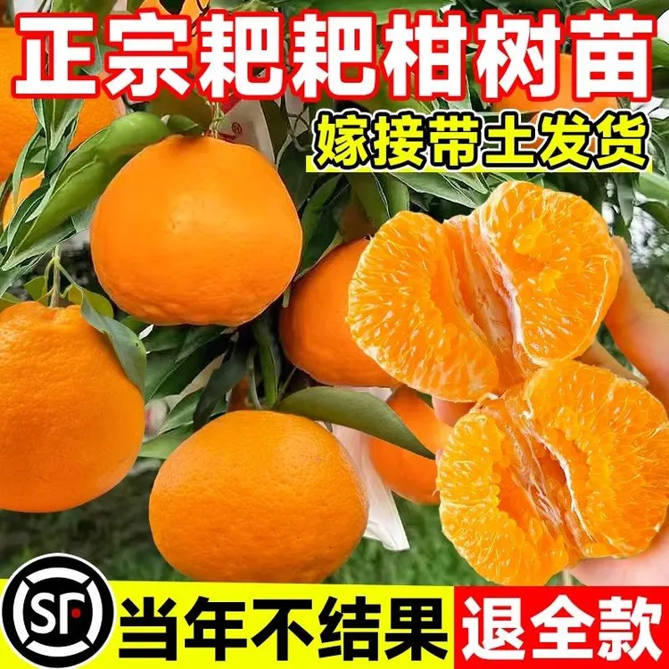 耙耙柑树苗春见苗树苗正宗柑橘树苗 嫁接柑桔苗 南北方常绿果树苗