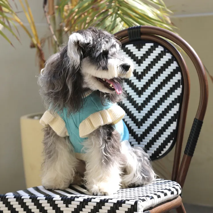 AWangDogg 湖水蓝针织丝绒蝴蝶结小飞袖针织衫秋季狗狗衣服打底衫