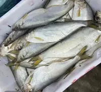 大连发货 快鱼 （顺丰包邮 ）