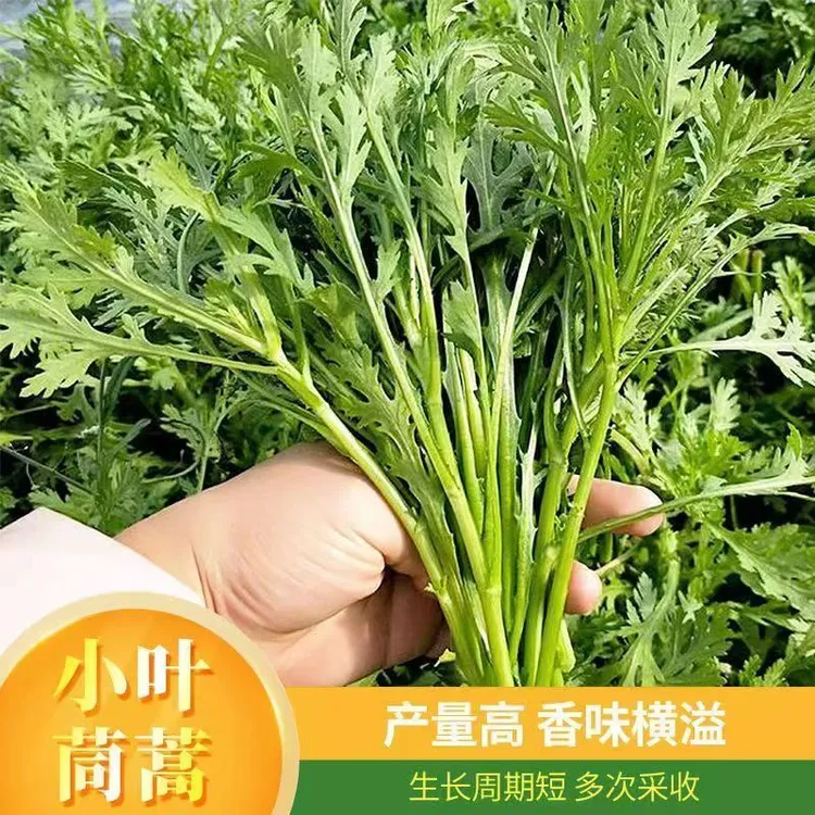 小叶茼蒿种子农家庭院阳台盆栽易种植的青菜四季蔬菜种子耐热耐寒