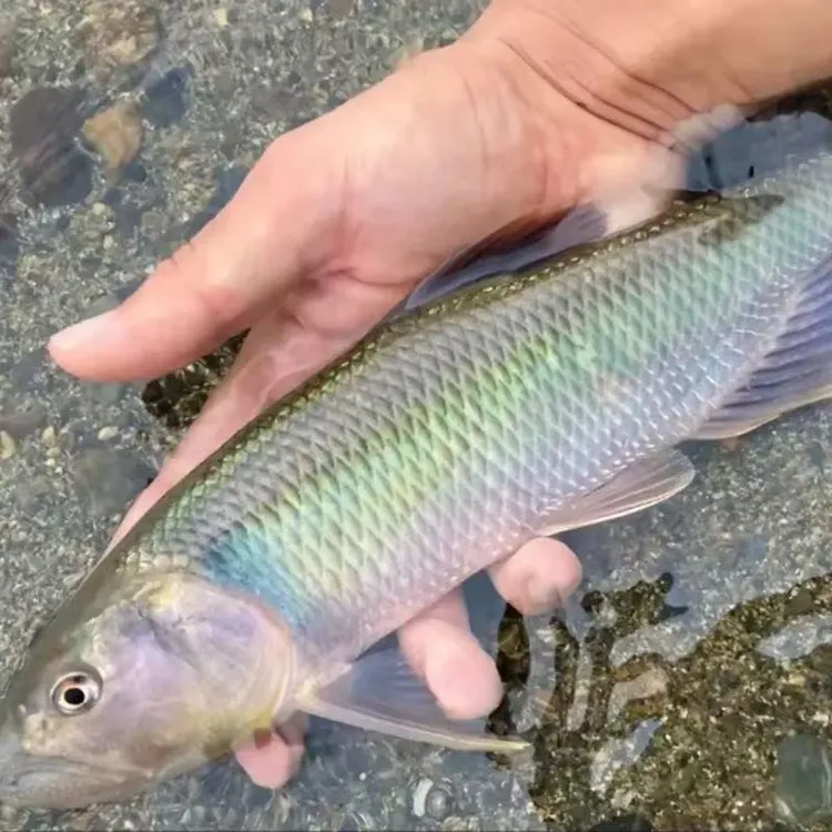 溪流冷水马口鱼冷水长鳍鱲活体观赏鱼冷水桃花鱼原生溪流宽鳍鱲