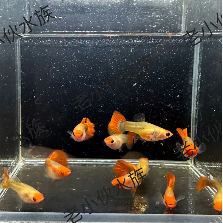 深海蓝黄化玻璃猫孔雀鱼 公母配对 新手好养 小缸繁育 包邮包损