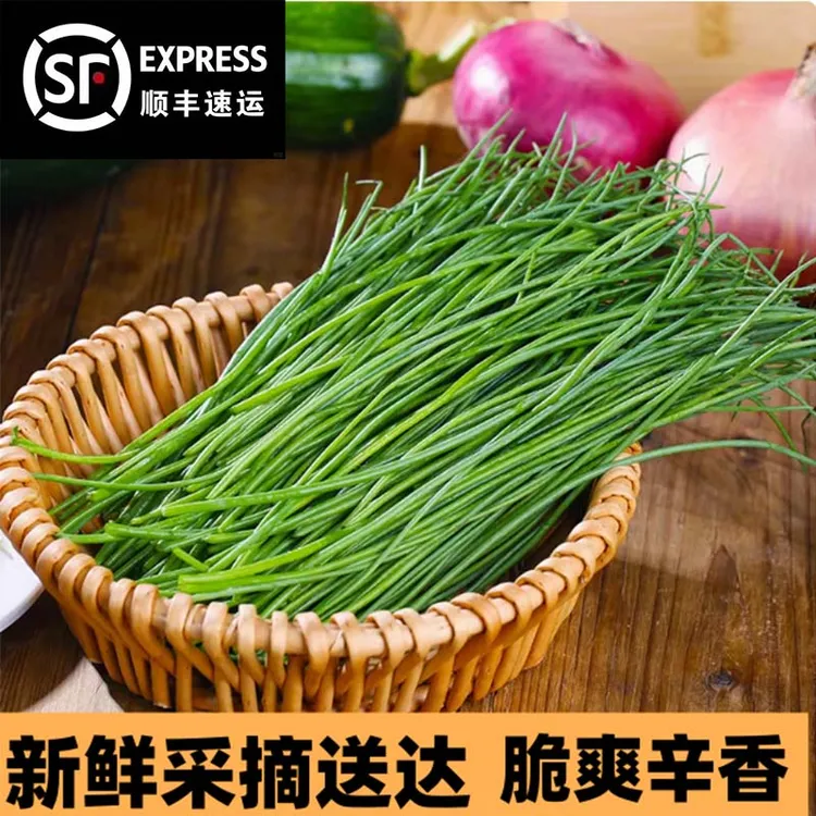 沙葱5斤顺丰包邮美味脆爽营养丰富直达菜类新鲜蔬菜沙葱炒牛肉