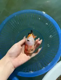 二选！！兰寿冷水观赏鱼（2-3公分20条）