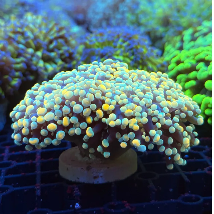 「新奇宠物」熊掌蛙卵软体珊瑚珊瑚活体