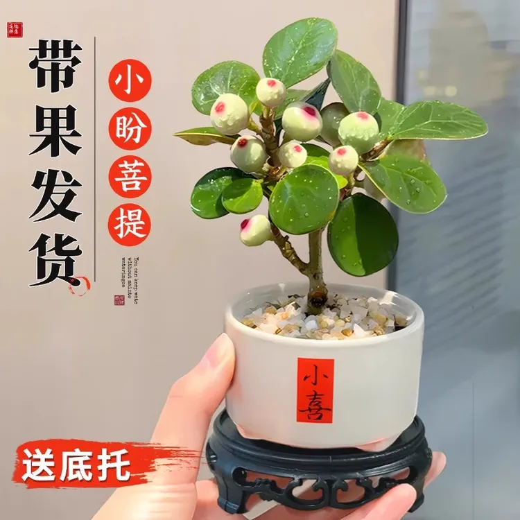 小盼菩提盆栽带果工位办公室内绿植物盆景菩提树禅意桌面摆件好养