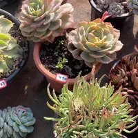 490白雪 一物一拍多肉