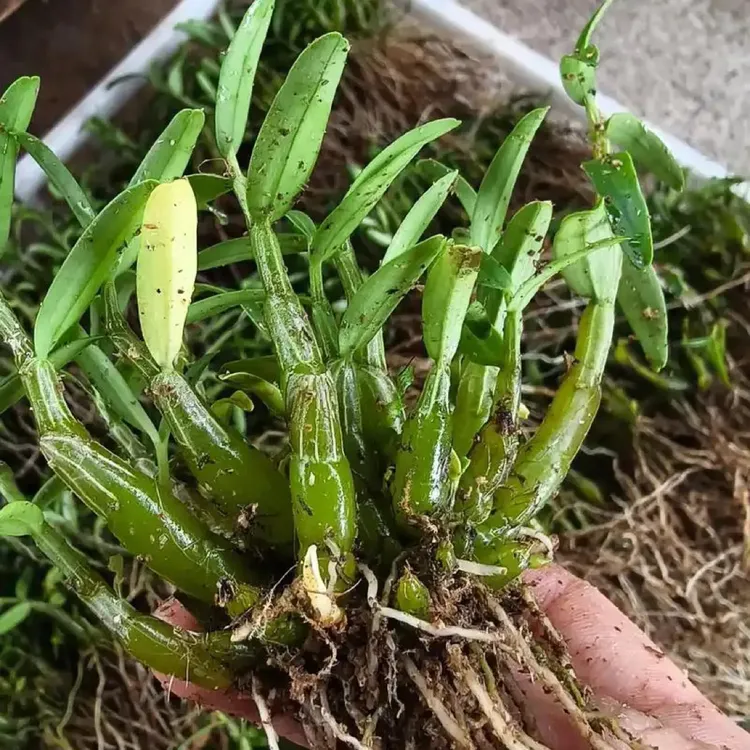 正宗米斛种植盆栽边养边吃米斛苗