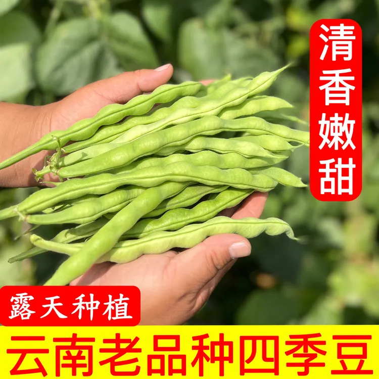 云南农家老品种四季豆豆角露天种植 