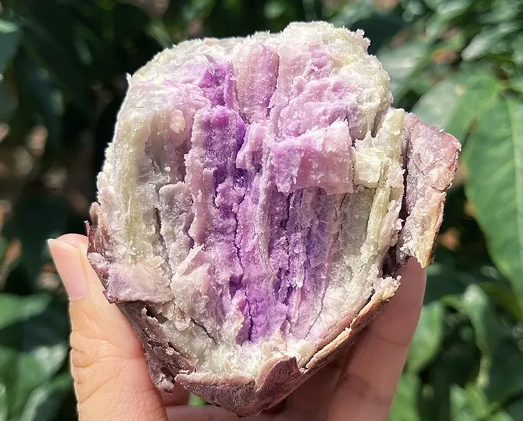 汕尾陆丰冰淇淋红薯番薯地瓜新鲜现挖粉糯香甜农家自种