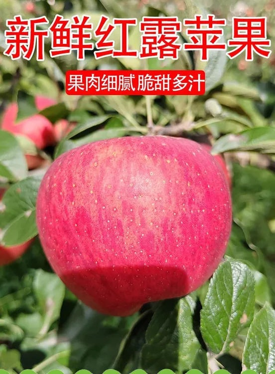 （红苹果）2025新货云南酸甜可口孕妇解馋新鲜不打蜡新鲜水果