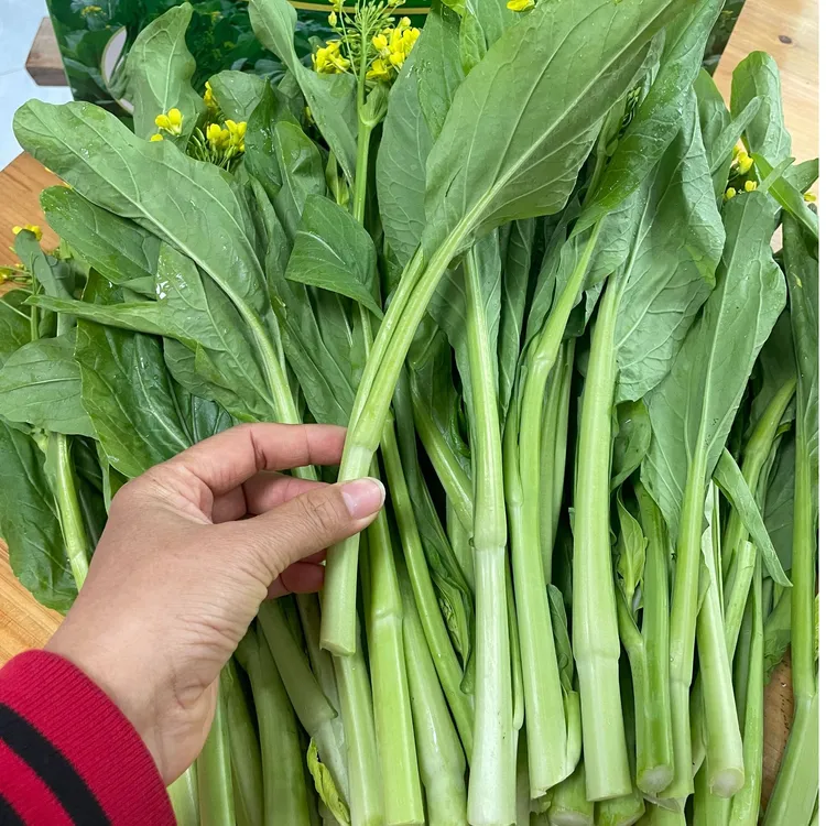 连州菜心喝着山泉水长大的菜心 包邮