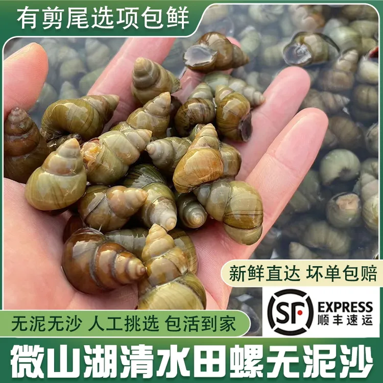 微山湖清水田螺新鲜活体的螺蛳粉螺丝肉干净无泥沙包活可剪尾顺丰