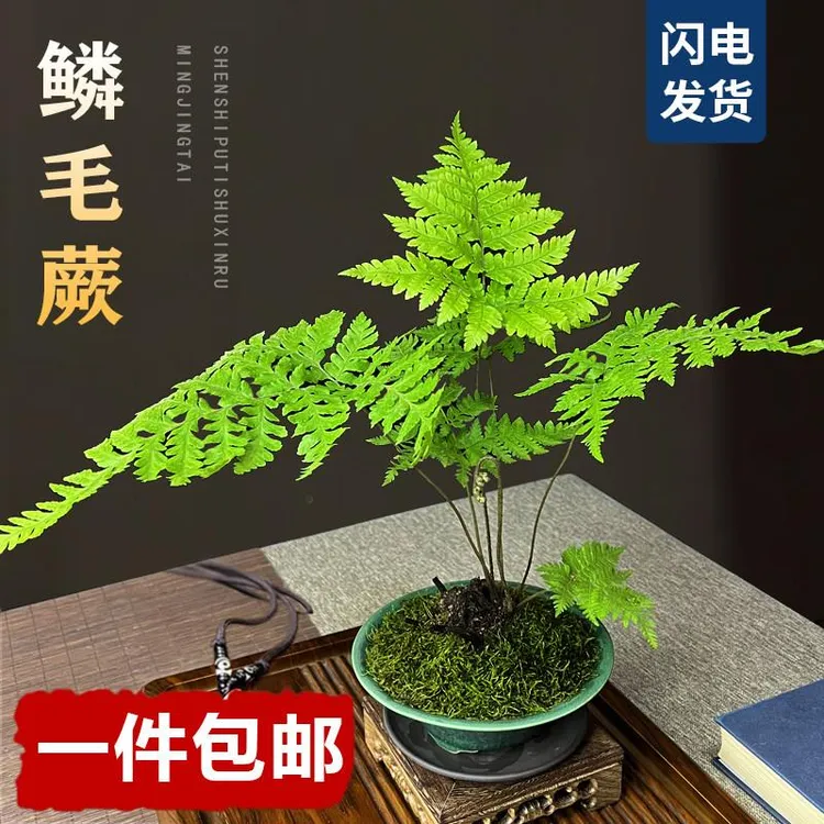红磷蕨植物鳞毛蕨盆栽室内禅意网红蕨类盆景室内耐阴桌面一叶蕨