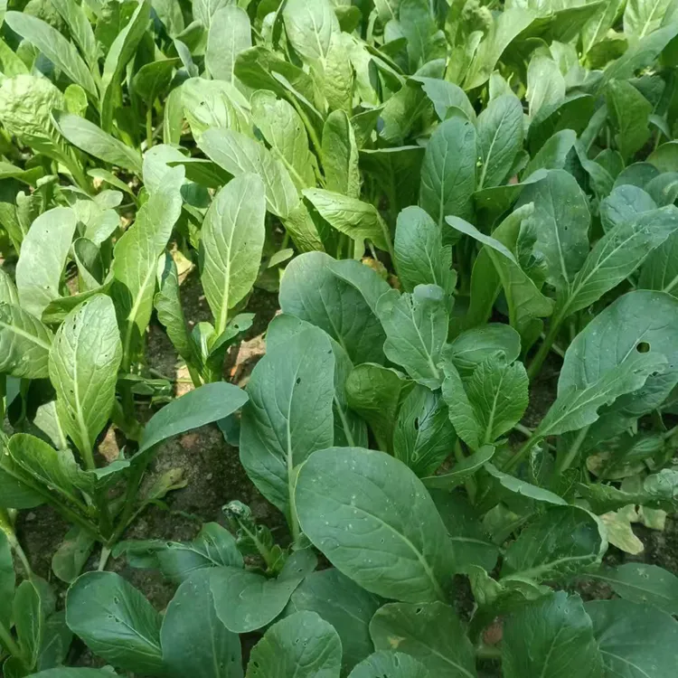 惠来农家本地油菜心