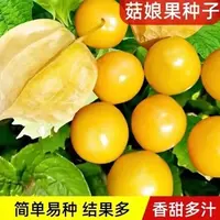 姑娘果种子粒粒甜黄姑娘果种子一年种阳台四季盆栽东北菇娘果种子