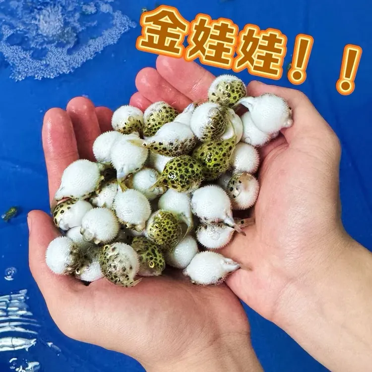 淡水好养活会鼓肚子的金娃娃河豚呆萌可爱活体观赏鱼