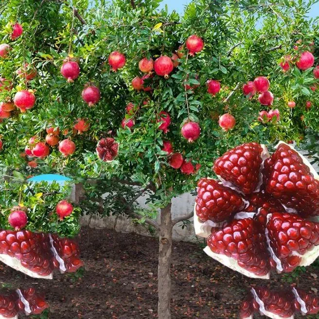 大果紫玉石榴树苗，蒙阳红石榴树苗一物一拍盆栽石榴树盆栽地栽