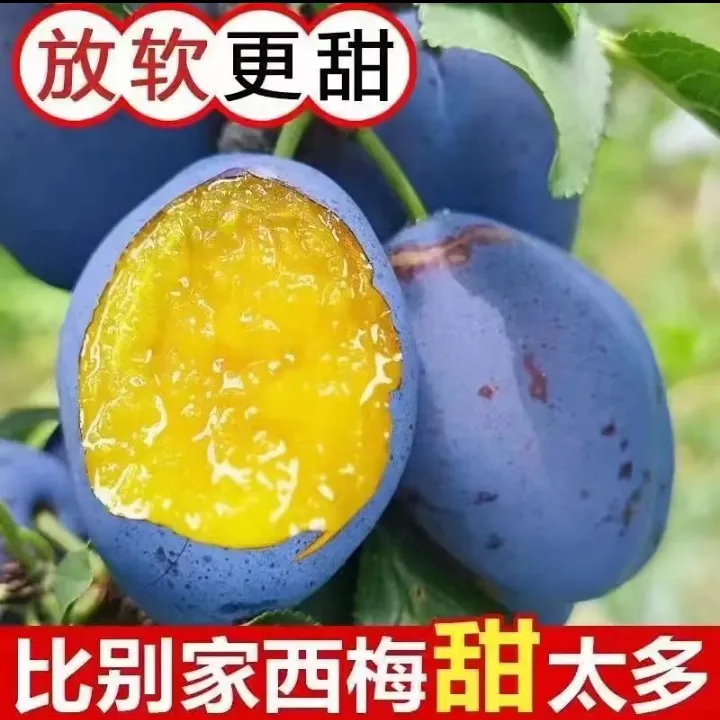 山西沙地自然成熟篮蜜西梅酸甜脆口多汁