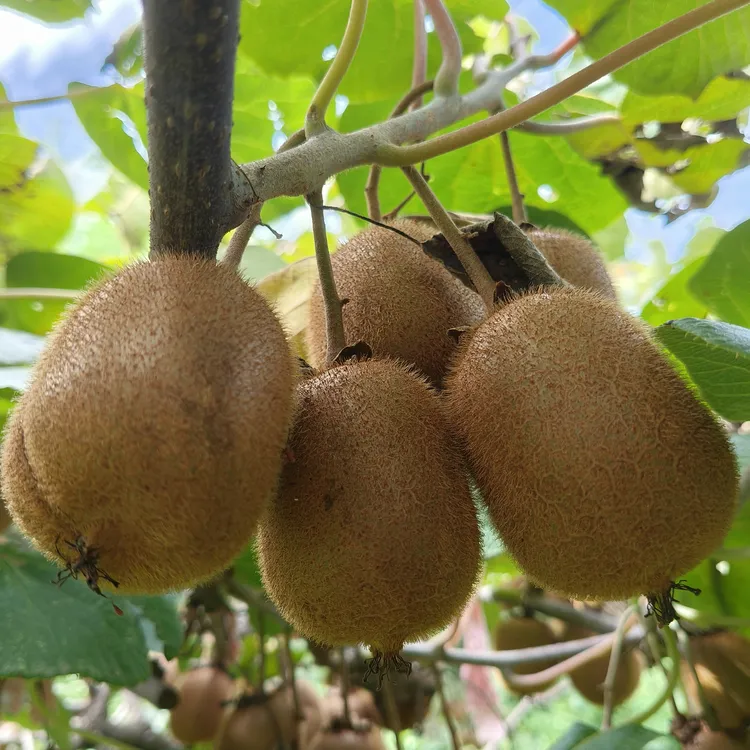 陕西秦岭山亚特猕猴桃当季新鲜采摘香甜多汁皮薄肉厚