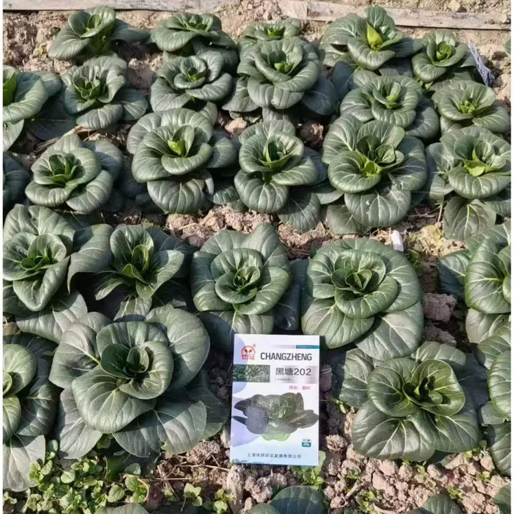 黑塘202优质高品黑叶苏州青菜种子耐热耐寒农家四季播蔬菜种孑