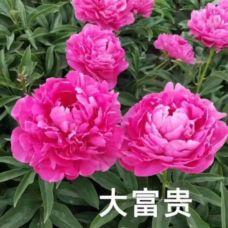 大富贵鲜花芍药花苗带芽根块开花浓香庭院植物（量大联系客服洽谈）