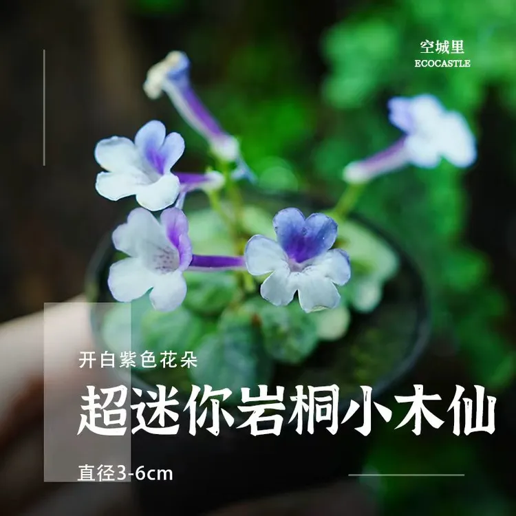 超迷鱼骨头乔治普西拉迷你桌面盆栽植物好养易活多季节开花有淡香