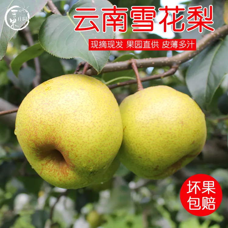 云南高原梨雪花梨梨子纯甜酥脆多汁水果非早白蜜红梨新鲜包邮