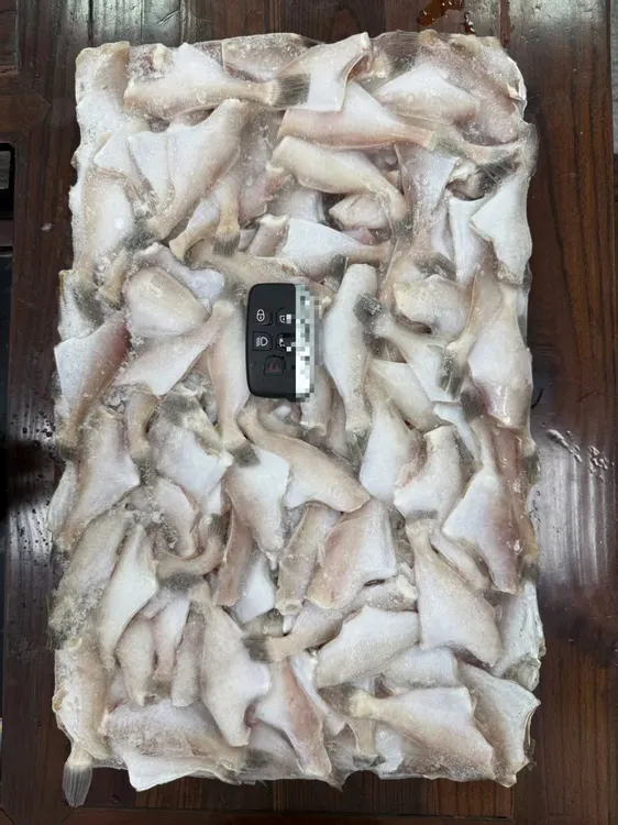 小号耗儿鱼，马面鱼10/20，一斤31条左右，净重5.8-6斤