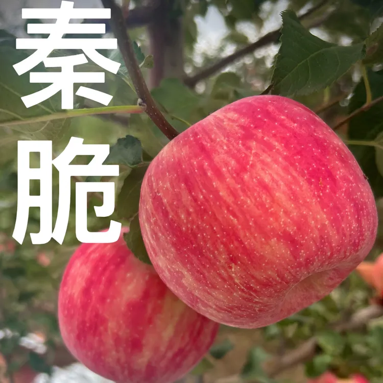 【京东】陕西白水正宗秦脆苹果新鲜采摘香甜细脆多汁精选果