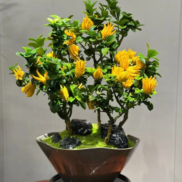 佛手树盆栽佛手柑树苗带果植物金华新鲜佛手瓜室内客厅可食用绿植